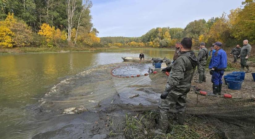 Pigmentációs rendellenességgel született halat talált egy rákóczifalvai halász