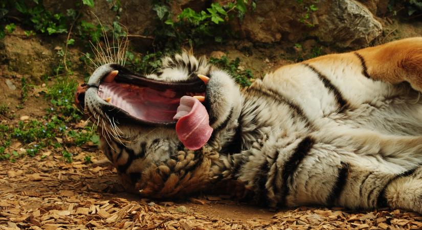 Így fejezi ki egy tigris az elégedettségét (videó)