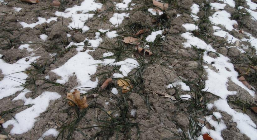 A téli fagy hatásai: így pusztulhat el az őszi vetés