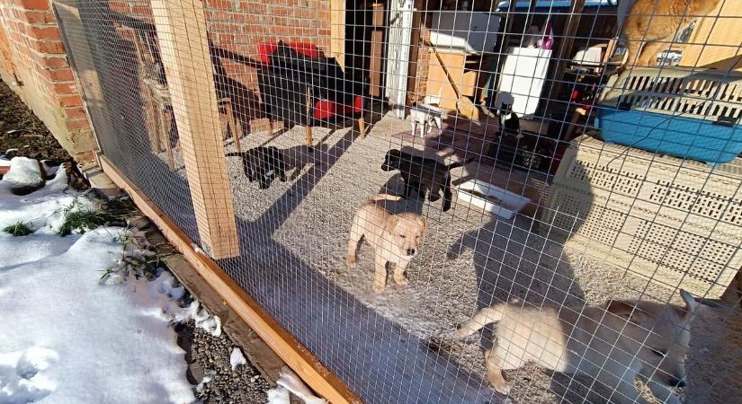 Rendkívüli hideg: gazdálkodói összefogás segíti a baranyai állatmenhelyeket