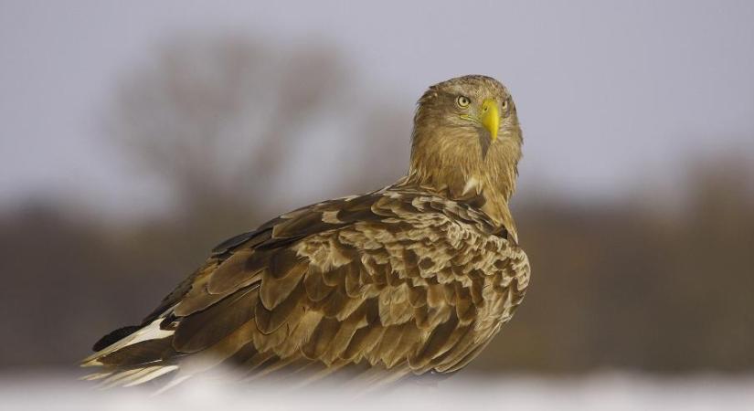 23. Országos Sasszinkron