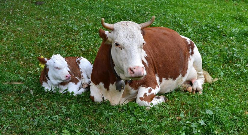Így kell bejelenteni a szaporítási eseményeket