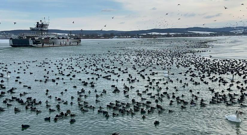Téli madártalálkozó a Balatonon