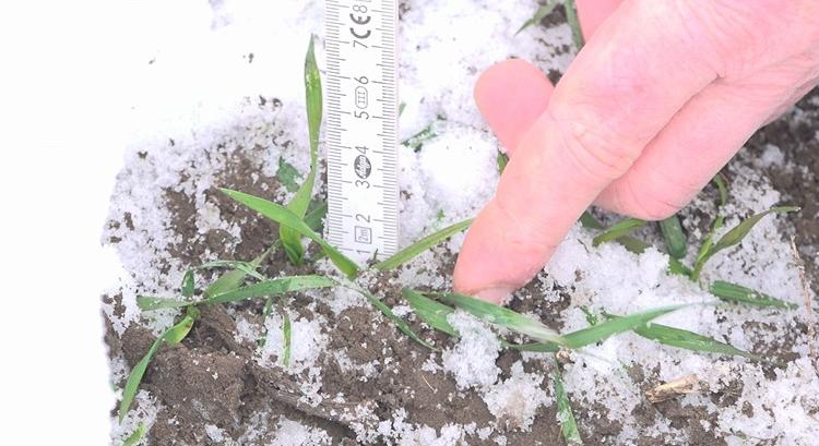 Megmenti-e a hó a gabonát a Dél-Alföldön?