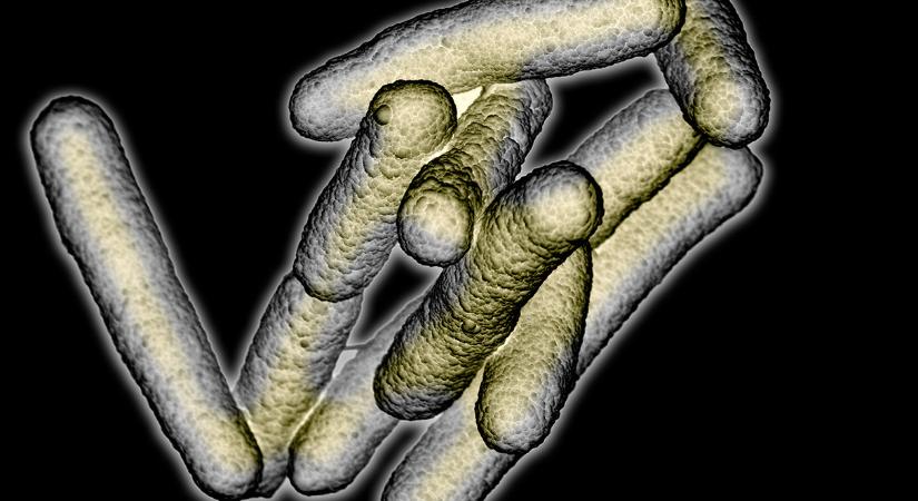 Még rejtély, hogy miért nem részegít le tömegeket a részegségbetegség nevű bélfermentációs szindróma