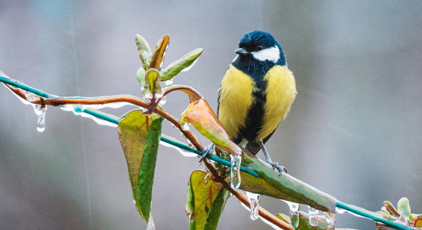Ónos eső és extrém hideg miatt figyelmeztetnek nagy területen