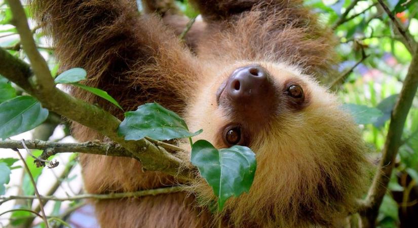 Ki tud pukizni az állatvilágban – és ki nem? A tudomány válasza meglepően alapos