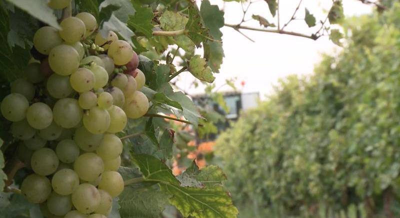 Célzott támogatások a szőlő- és borágazatnak