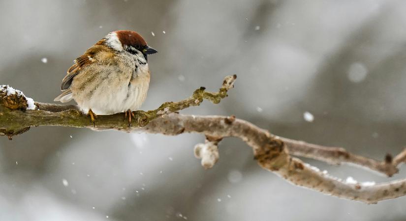 Jön az újabb front de már nem mindenhol havazással