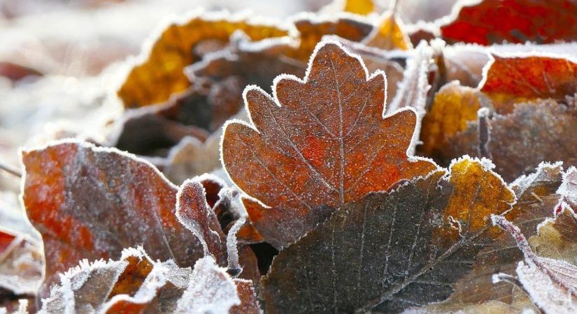 Talajtakarás januárban – melyik anyag tartja meg a hőt, és melyik árt?
