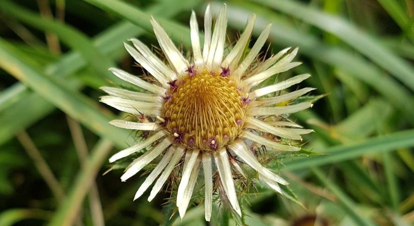 Bábakalács, ami az ehető húsos virágról kapta nevét