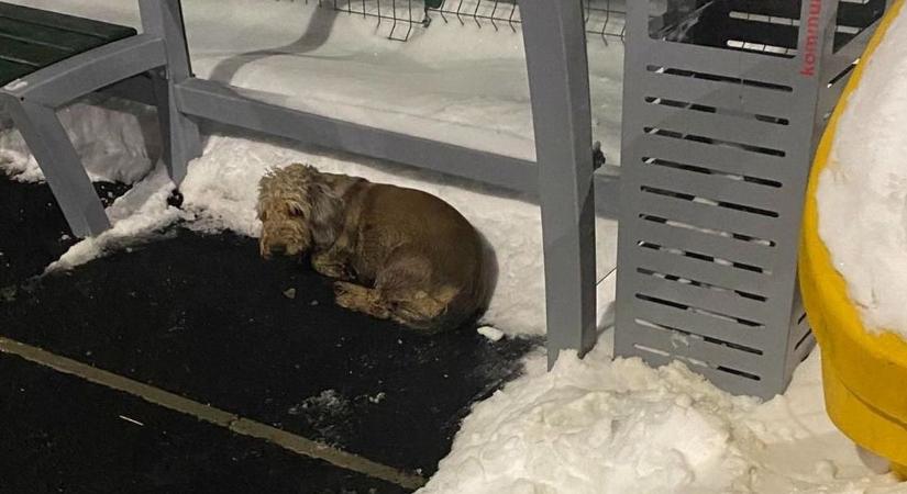Hajszálon múlt az életük: egy nap alatt két kutyát mentettek meg a fagyhaláltól Tatabányán