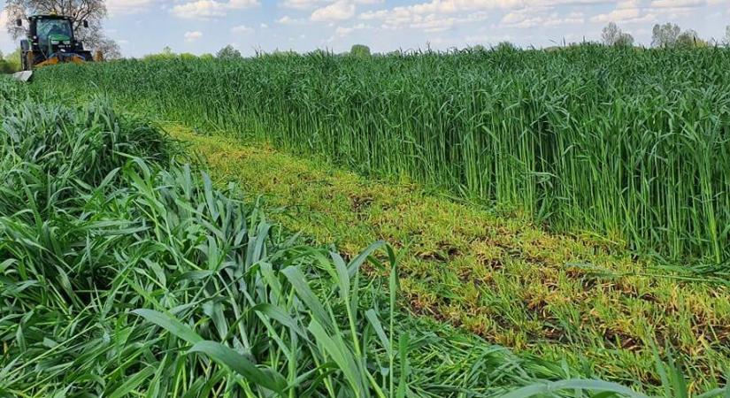 146 éve vetik ugyanazt a növényt ugyanabba a földbe, így bánik el a talajjal