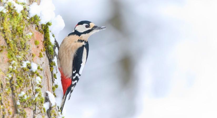 Már a hóborította fák között dolgozik Szeged „természetgyógyásza” – videóval