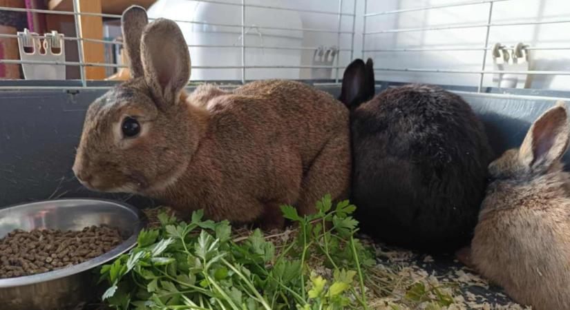 Mesébe illő mentéssel maradtak életben az utcára dobott debreceni csodanyuszik