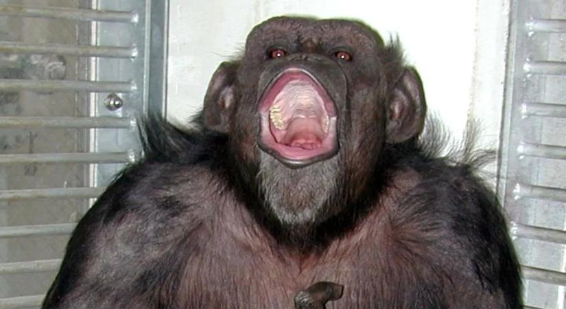 Számolni és festeni is tudott – elpusztult a világ egyik legzseniálisabb csimpánza