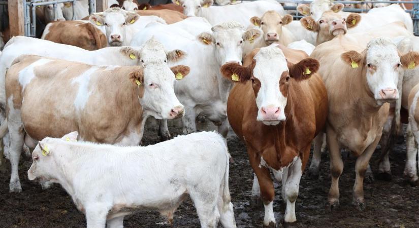 Anyatehéntartók figyelem: a határidő elmulasztása támogatásvesztéssel jár