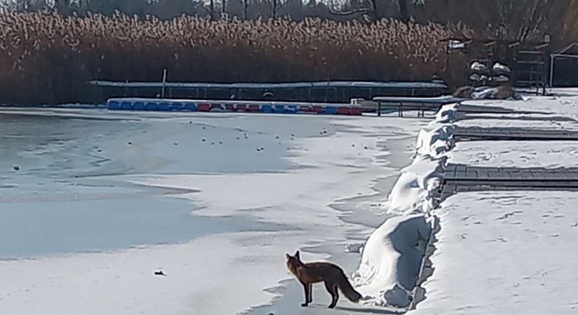 Róka poroszkált át a Balaton jegén – őt persze nem büntetik meg