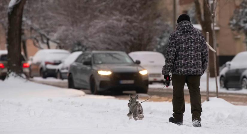 Két elhagyott kutyát mentettek meg a fagyhaláltól Tatabányán