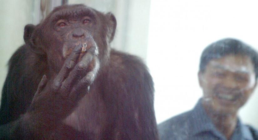 49 évesen elpusztult Ai, a japán csodacsimpánz