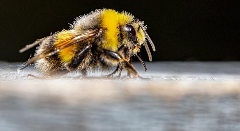 Vigyázat, sok a kamu méhméreg a piacon: a szakértő elárulta, mit tud valójában a természetes botox
