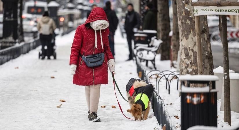 A szigor ellenére a budapestiek újra és újra ugyanabba a hibába lépnek a kutyasétáltatás során