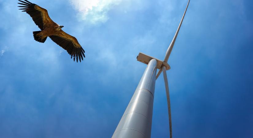 Szélerőműparkok és madarak – mi az igazság?