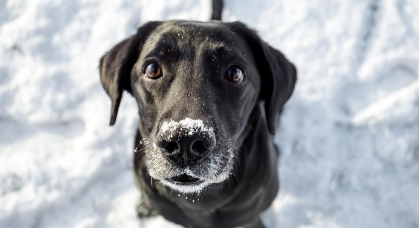 Beengedjük a kutyát a fagyos hideg elől, vagy jobb kint hagyni? Így dönts okosan télen!