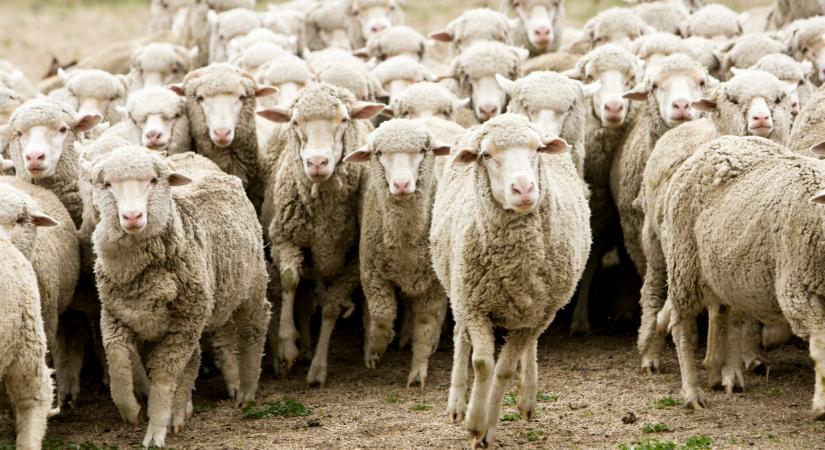 Birkák törtek be egy Penny-be: hihetetlen, mit csináltak a boltban