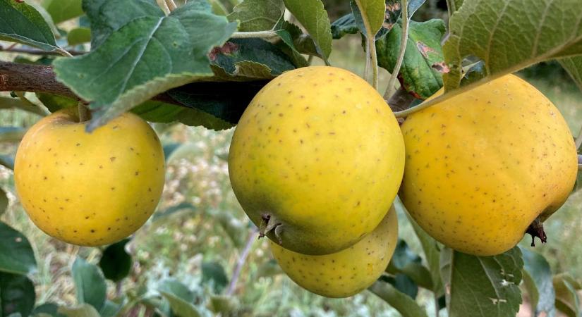 Egy szavazattal nyert az év hagyományos almafajtája