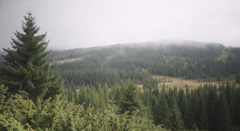 Az erdélyi Öreghavas magaslatain a borókások egyre több területet foglalnak el, és az erdők határa lassanként magasabbra húzódik