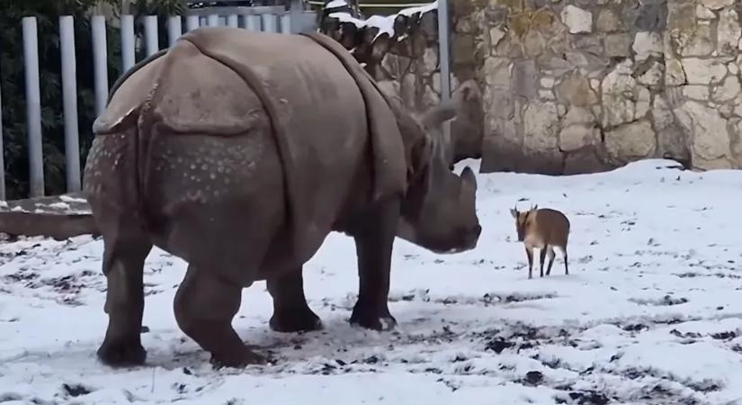 13 kiló vs. 1,5 tonna: muntyákszarvas kezdett ki rinocérosszal egy lengyel állatkertben