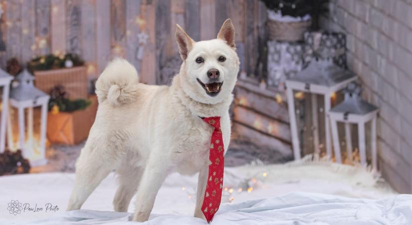 Déton, a fehér szépség