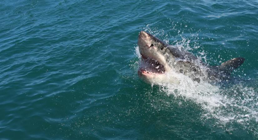 Videón a brutális cápatámadás, így szabadították ki a turistát a vadállat harapásából