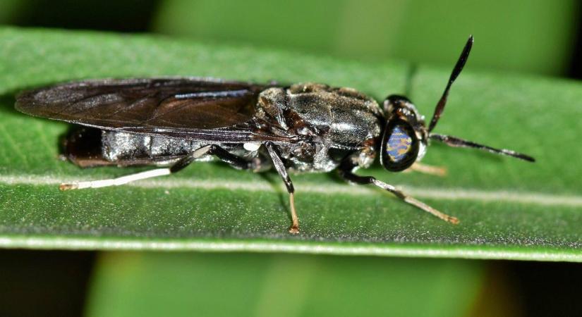 Forradalmian új trágya került piacra, amely a biotermesztésben is használható