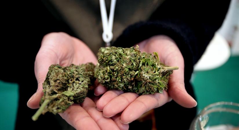 A kannabiszfogyasztás mérséklésére az alkoholnál már régóta használt egységeket vezetnének be brit kutatók