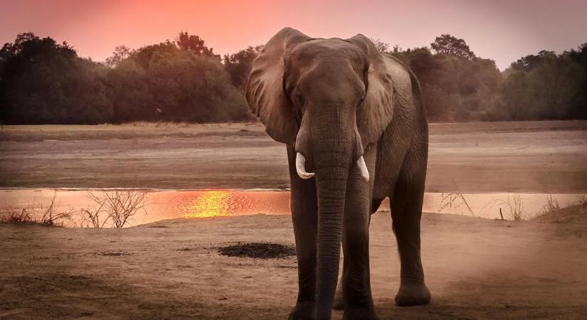 Sosem ölt még meg ennyi embert egyetlen elefánt: ez történhetett