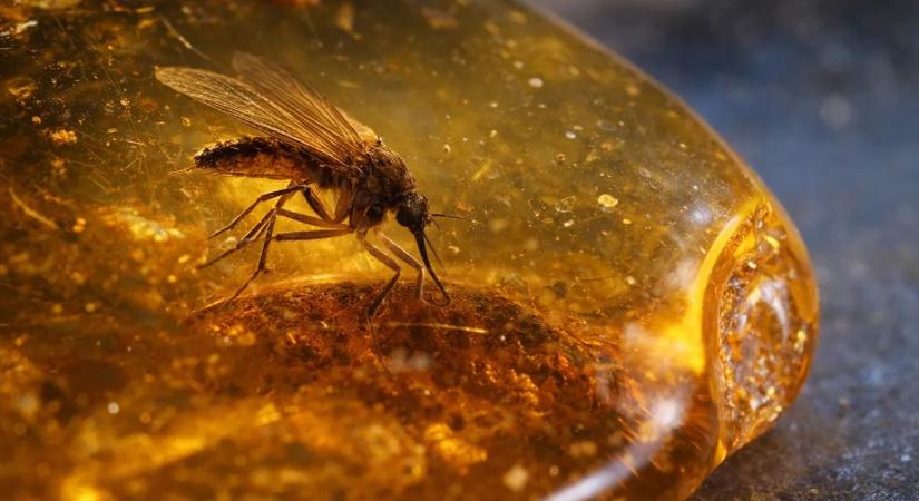Valósággá válhat a Jurassic Park? Olyat találtak a szúnyogokban, amire senki sem volt felkészülve