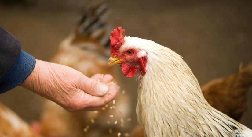 Rossz hír érkezett a madárinfluenzáról Magyarországon