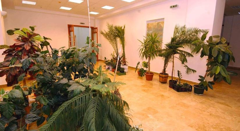 Ez a rákkeltő szobanövény akár a te otthonodban is ott lehet: tudd meg, melyik az