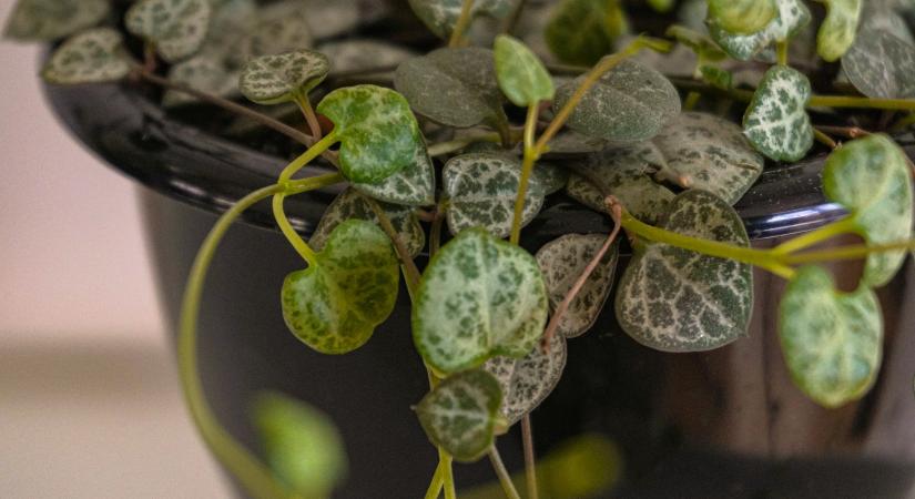 A Feng Shui szerint ez a növény hoz nagy szerencsét 2026-ban