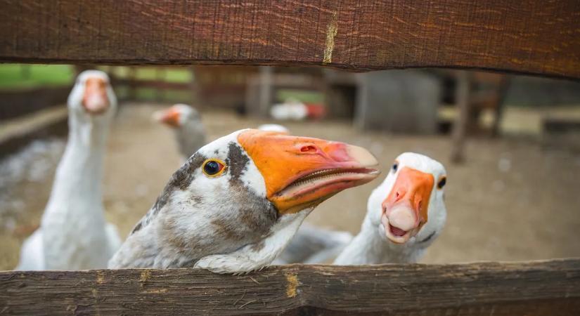 Újabb vármegyében jelent meg a félelmetes vírus