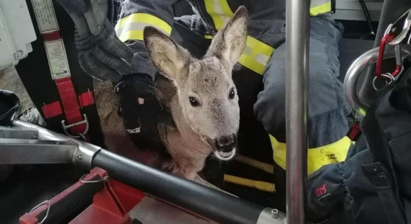Kerítésbe szorult őzet mentettek a kaposvári tűzoltók