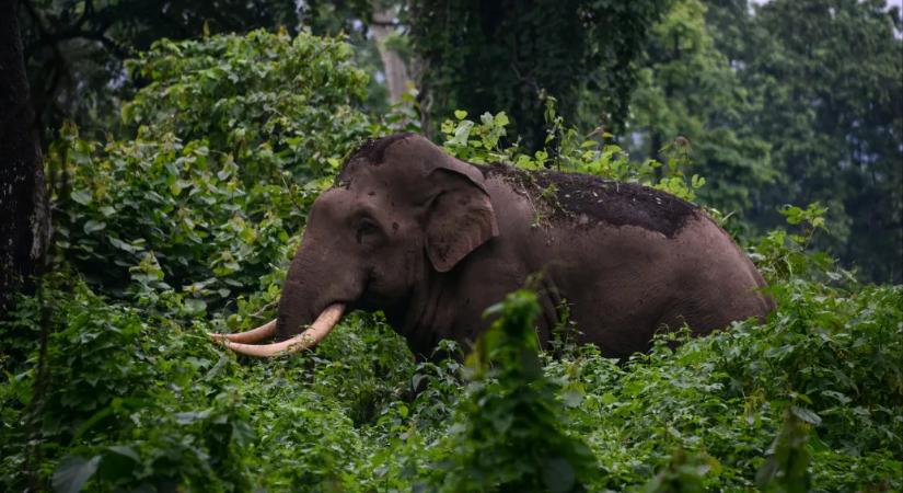 Húsz embert megölt egy elefánt Indiában az év első napjaiban