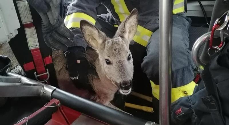 Kerítésbe szorult egy őz Kaposváron