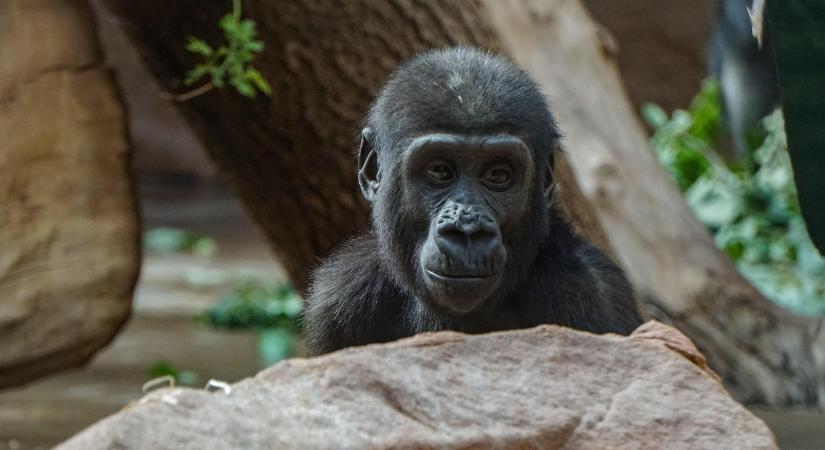 Ai elpusztult, 49 évet élt – videó