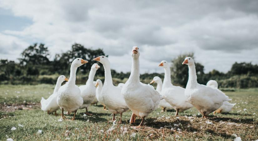 Nógrád megyét is elérte a járvány: egyre csak terjed az országban