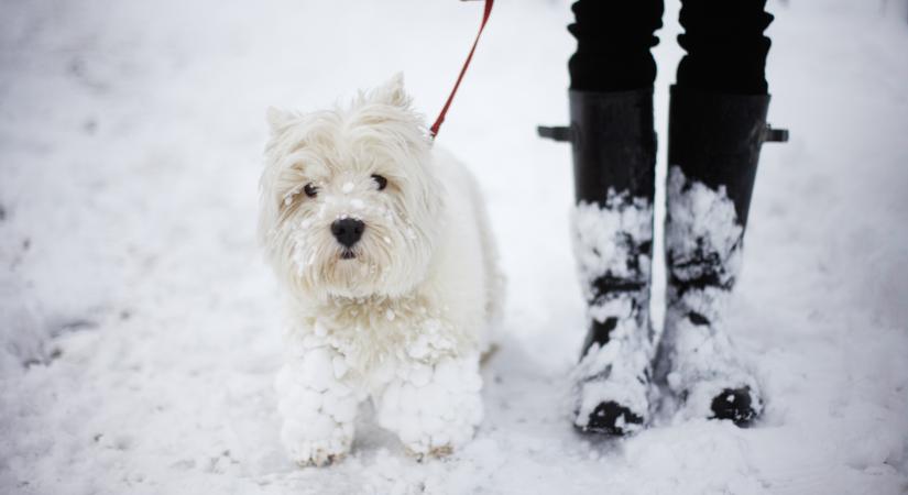 Extrém hideg és a kisállatok: így védjük őket a hideg ellen