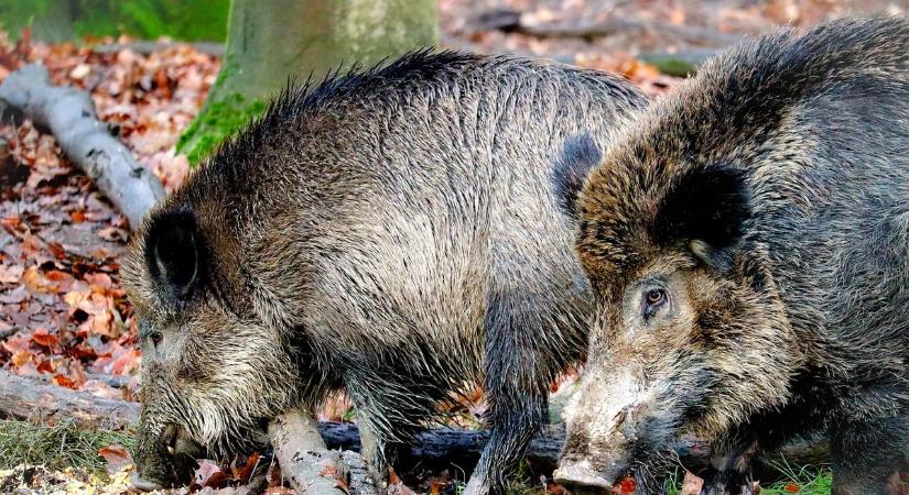 Balatoni kalandok: este nyolc körül egyszerűen csak elsétált egy vaddisznó család a bejárati ajtó előtt