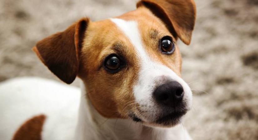 Döbbenetes dologra jöttek rá az ELTE tudósai a kutyákkal kapcsolatban: okosabbak, mint eddig hittük